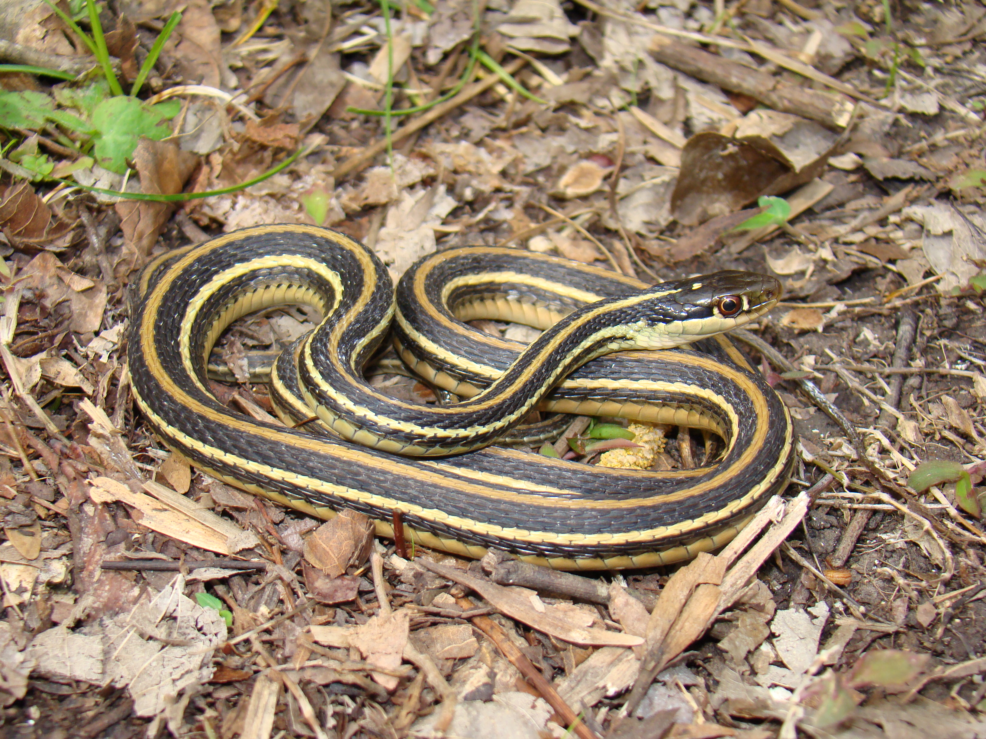 Snakes Of Acadiana Park
